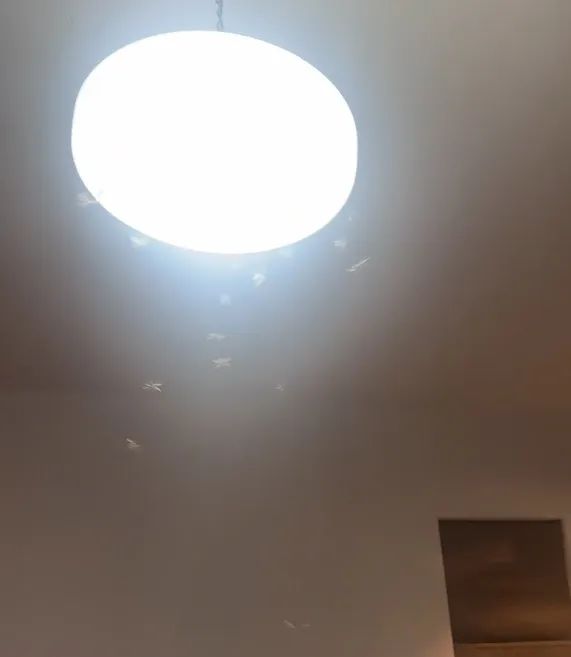 昨夜白蚁已出动！上海人注意，今年或提前爆发！防蚁关键速看→