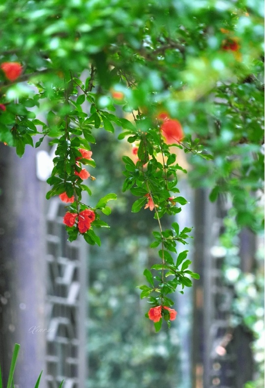 南京官宣!正式进入…… 南京官宣!正式进入……