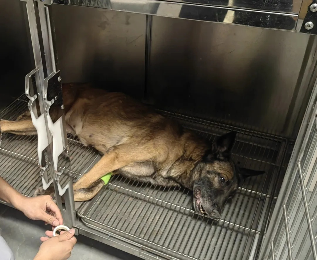 “极君星”，一路走好！