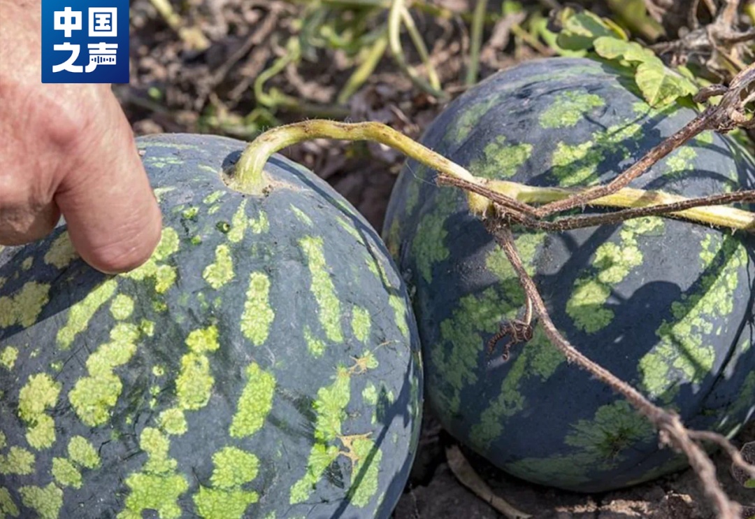 拍拍西瓜就能月入过万？这类人才很抢手