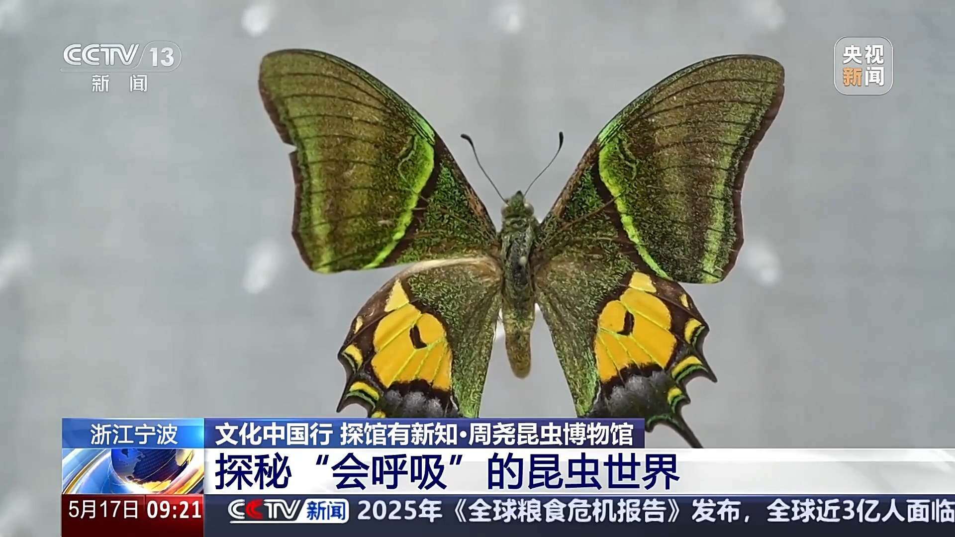 文化中国行丨3000多岁的对“象”、奇幻的昆虫世界……这些博物馆能玩又能学 文化中国行丨3000多岁的对“象”、奇幻的昆虫世界……这些博物馆能玩又能学