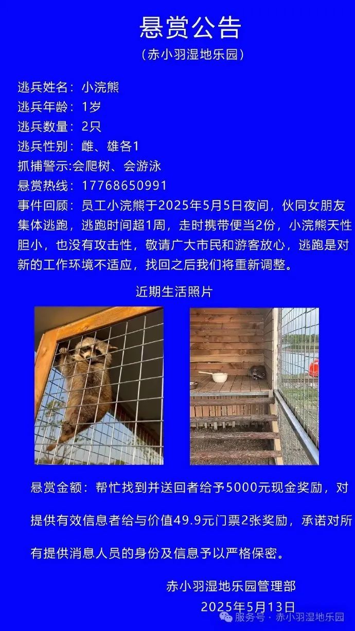 赏金5000！伙同女朋友“私奔”超1周，一乐园悬赏缉拿逃跑小浣熊