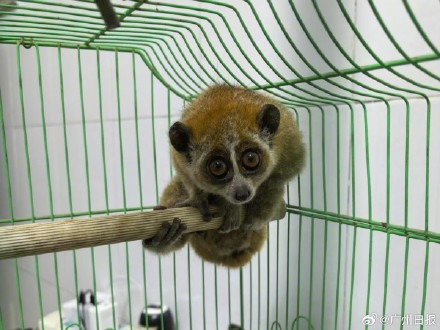 一级保护动物蜂猴误闯居民家，夫妻俩不慎被咬伤