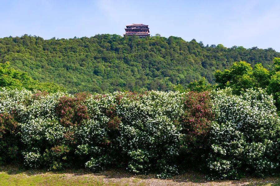 不要碰！不要摘！街头大量出现