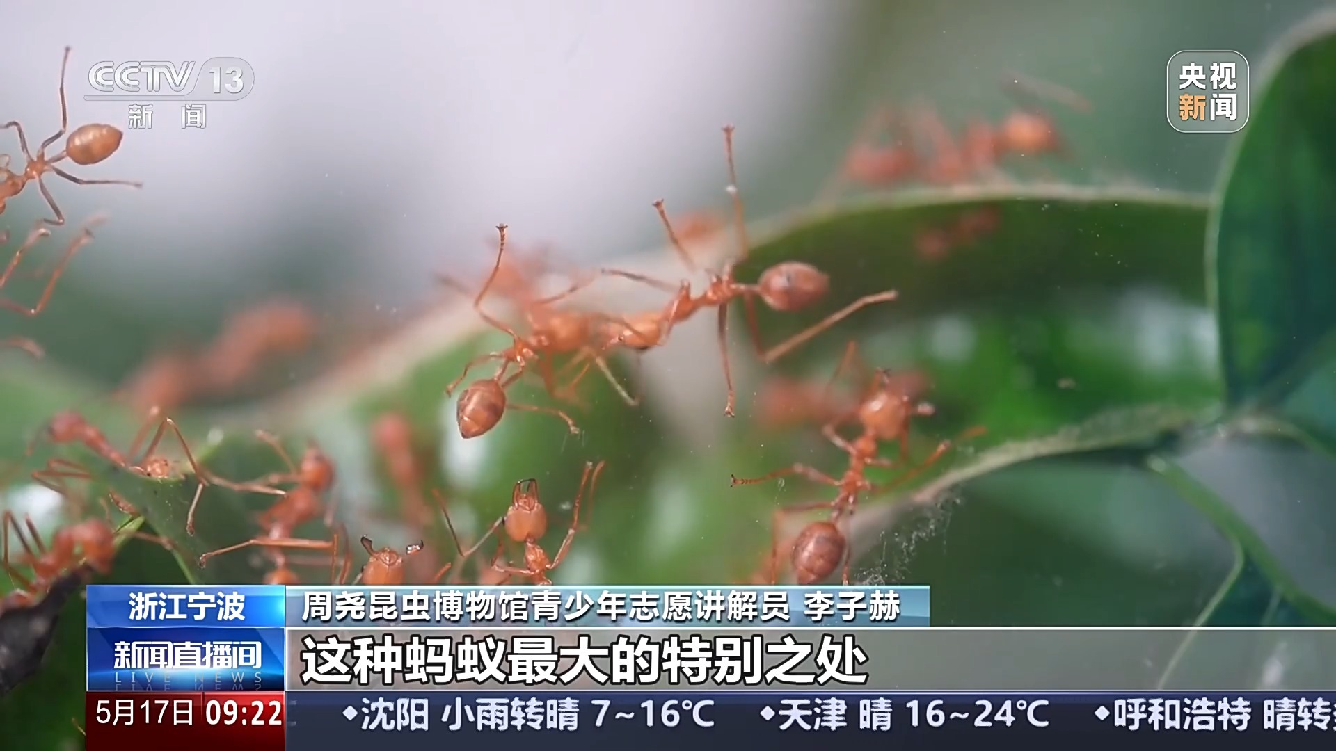 文化中国行丨3000多岁的对“象”、奇幻的昆虫世界……这些博物馆能玩又能学 文化中国行丨3000多岁的对“象”、奇幻的昆虫世界……这些博物馆能玩又能学