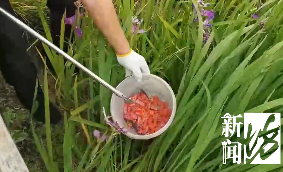 一地已大量出现,千万别误食!寄生虫多达6000条,感染严重可致死 一地已大量出现,千万别误食!寄生虫多达6000条,感染严重可致死