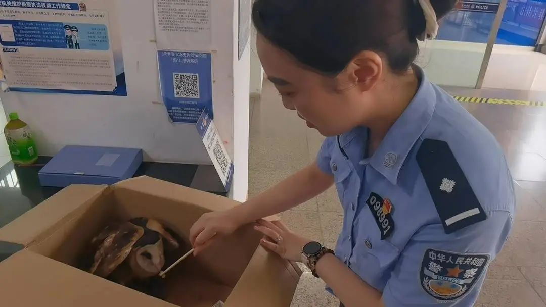 “有困难找警察”已传到鸟界?受伤“猴脸”怪鸟深夜悄悄飞进派出所… “有困难找警察”已传到鸟界?受伤“猴脸”怪鸟深夜悄悄飞进派出所…