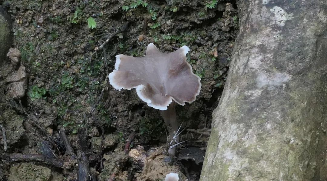 海南确定2种全球新物种