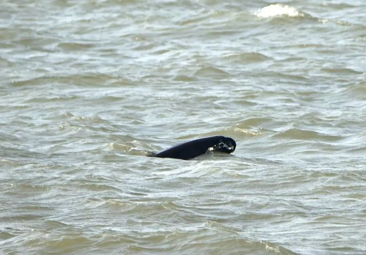 超10000头次！南通发布江豚声学监测数据