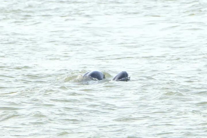 超10000头次！南通发布江豚声学监测数据