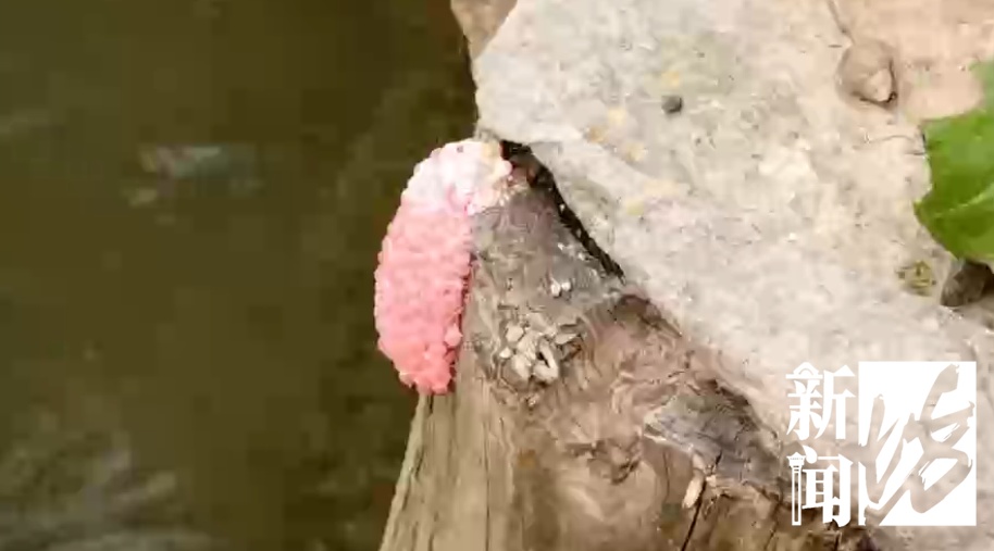一地已大量出现,千万别误食!寄生虫多达6000条,感染严重可致死 一地已大量出现,千万别误食!寄生虫多达6000条,感染严重可致死