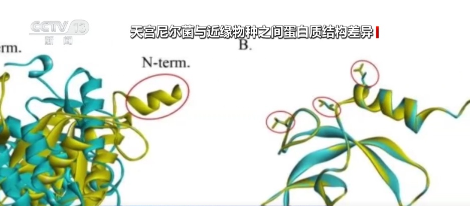 “天宫”添新客!空间站发现微生物新物种 期待探索更多太空生物奥秘 “天宫”添新客!空间站发现微生物新物种 期待探索更多太空生物奥秘