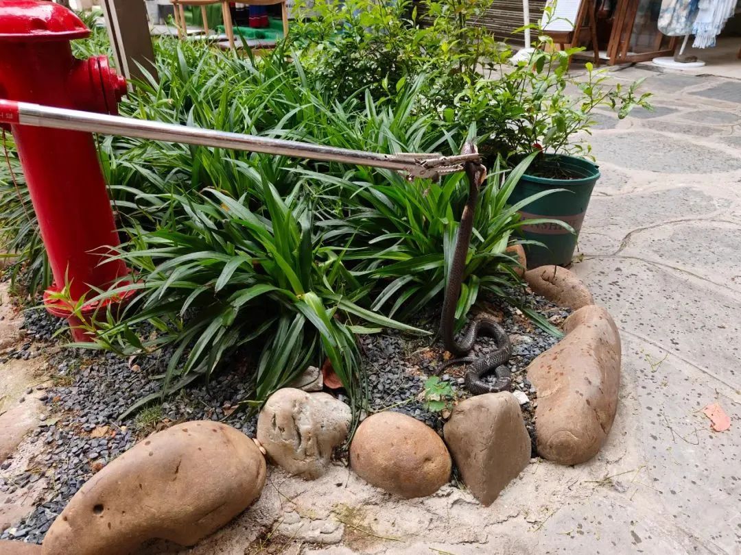 小心！近日，贵州多处有蛇出没→