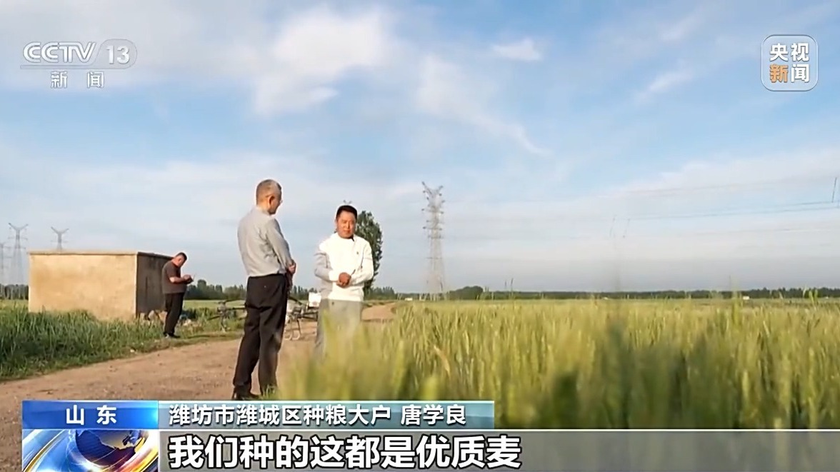 还在地里就被买走 从竞价平台看小麦市场新变化