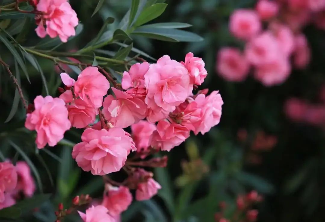 这种常见植物又开花了,但劝你千万别碰 这种常见植物又开花了,但劝你千万别碰