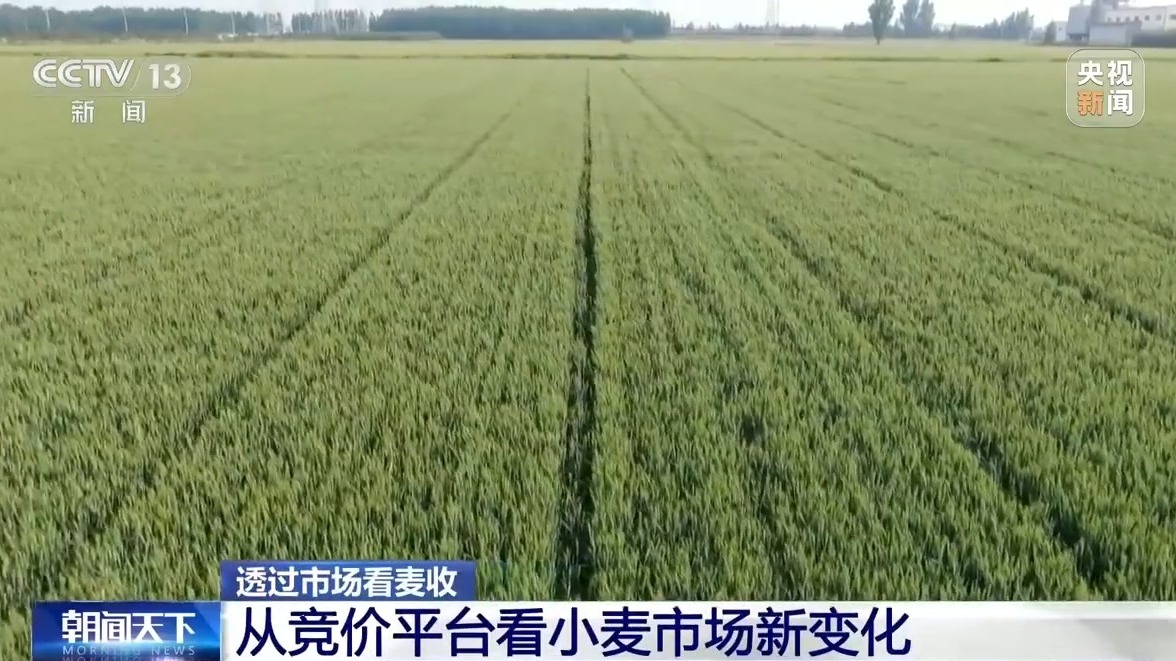 还在地里就被买走 从竞价平台看小麦市场新变化