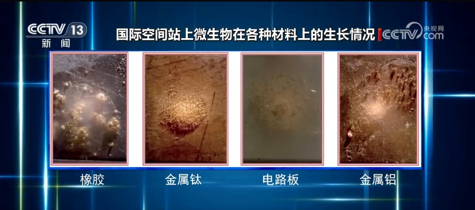 “天宫”添新客!空间站发现微生物新物种 期待探索更多太空生物奥秘 “天宫”添新客!空间站发现微生物新物种 期待探索更多太空生物奥秘