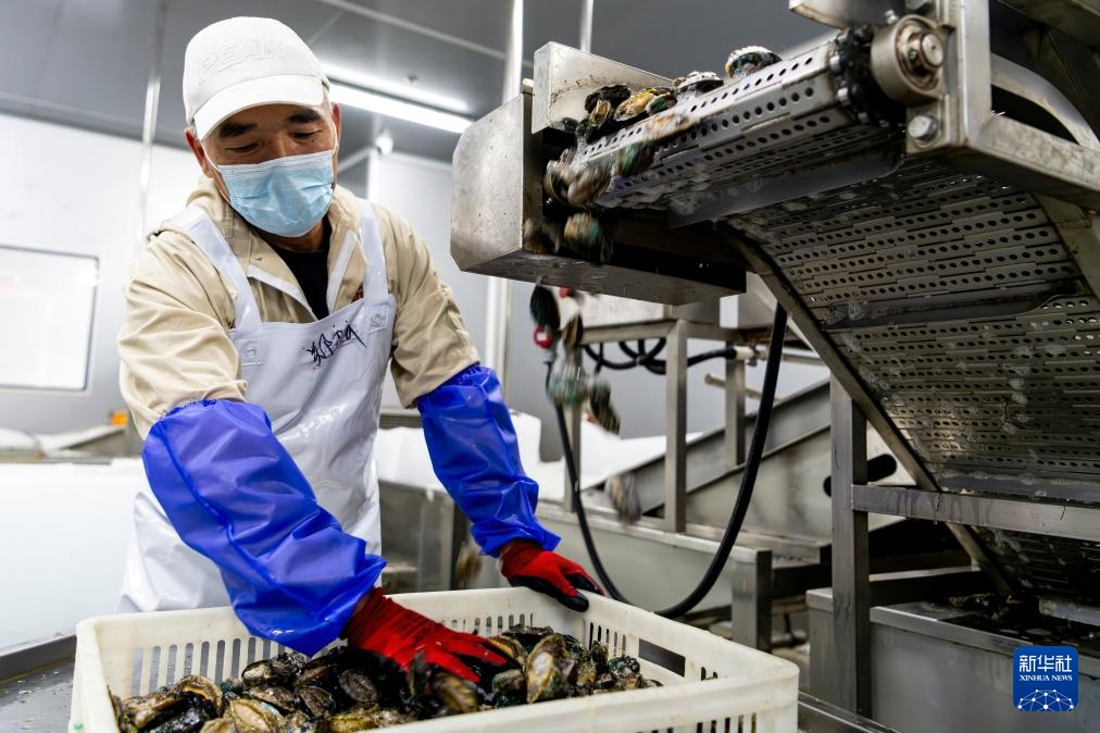 稳外贸 福建莆田鲍鱼“出海”忙 稳外贸 福建莆田鲍鱼“出海”忙