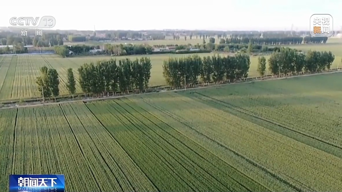 还在地里就被买走 从竞价平台看小麦市场新变化