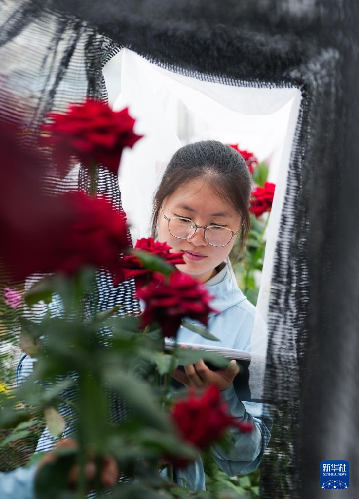 千余个“中国风”月季切花新品种在云南集中推出