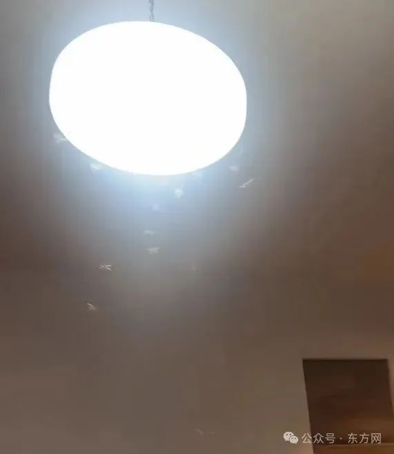 卫生间突然出现黑黑的“污垢”……上海人注意：今年或提前爆发！专家提醒→