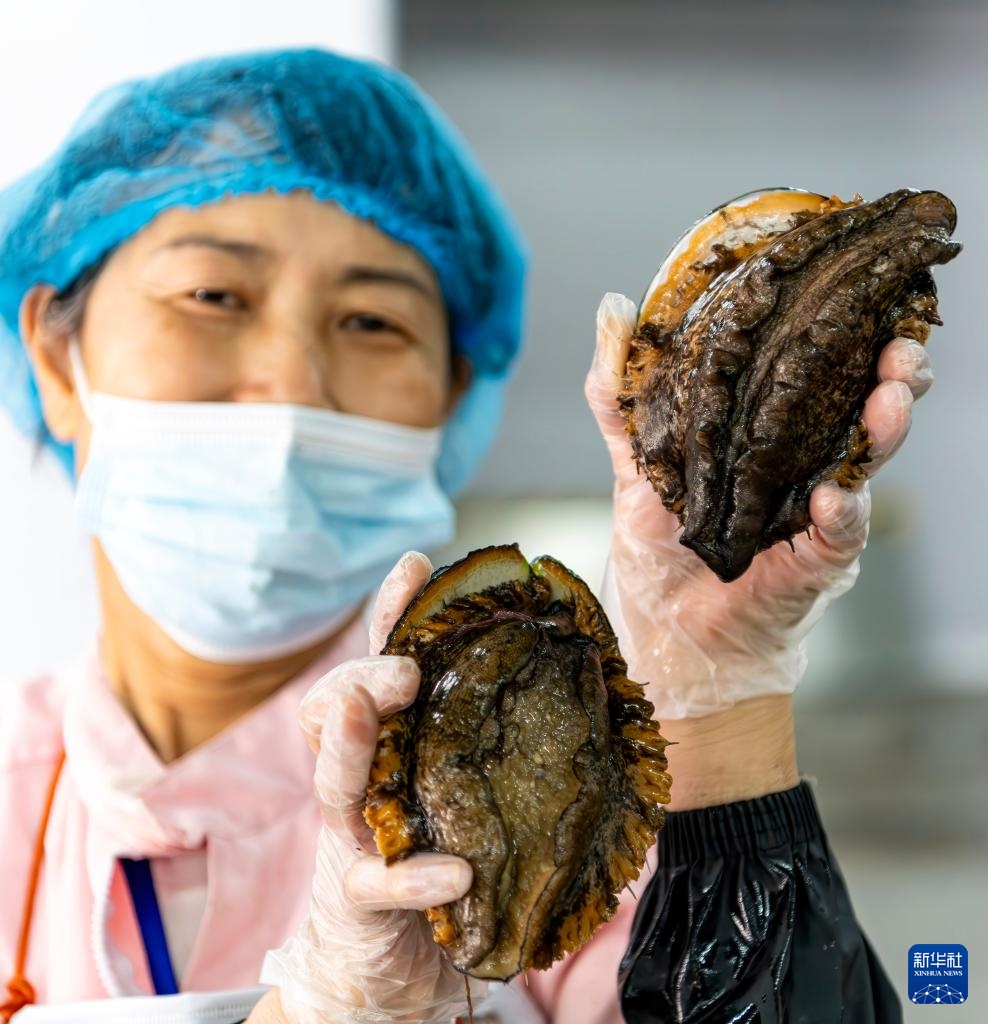稳外贸 福建莆田鲍鱼“出海”忙 稳外贸 福建莆田鲍鱼“出海”忙