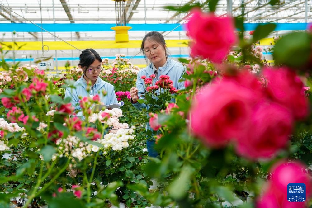 千余个“中国风”月季切花新品种在云南集中推出