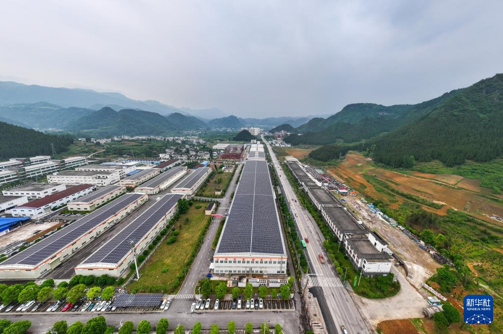 大山深处的“世界抹茶超级工厂”