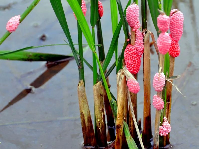 别碰!别吃!正大量出现 别碰!别吃!正大量出现