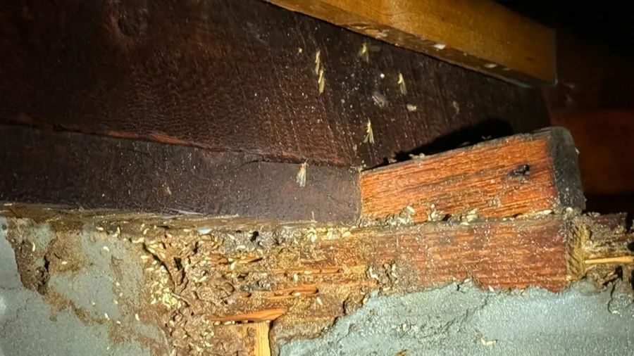 紧急提醒:瞬间爆发!上海市民崩溃:密密麻麻,蠕蠕爬行...“梧桐区”已开始战斗,白蚁或提前分飞 紧急提醒:瞬间爆发!上海市民崩溃:密密麻麻,蠕蠕爬行...“梧桐区”已开始战斗,白蚁或提前分飞