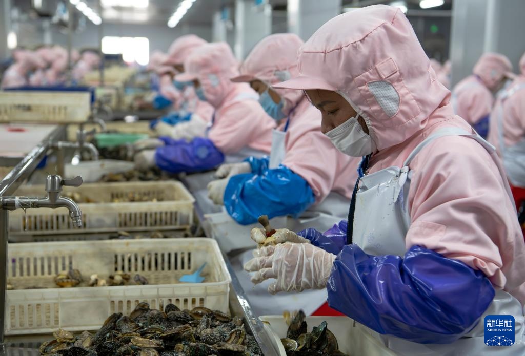 稳外贸 福建莆田鲍鱼“出海”忙 稳外贸 福建莆田鲍鱼“出海”忙