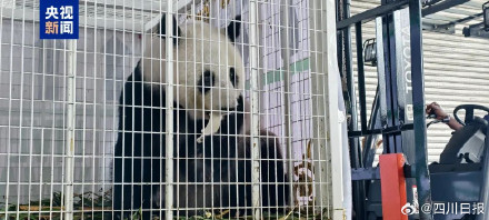 欢迎回家！旅马大熊猫福娃凤仪落地成都