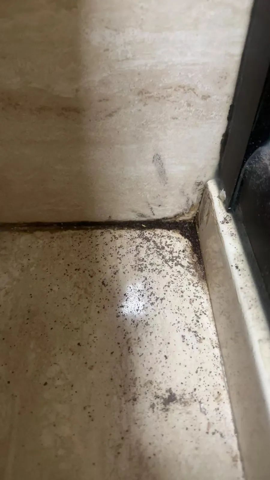 紧急提醒:瞬间爆发!上海市民崩溃:密密麻麻,蠕蠕爬行...“梧桐区”已开始战斗,白蚁或提前分飞 紧急提醒:瞬间爆发!上海市民崩溃:密密麻麻,蠕蠕爬行...“梧桐区”已开始战斗,白蚁或提前分飞