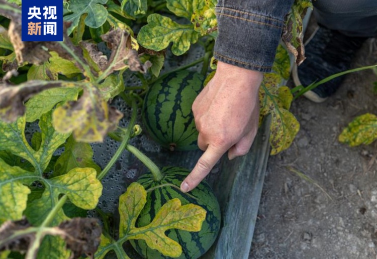 拍拍西瓜就能月入过万?这一新兴职业,火了 拍拍西瓜就能月入过万?这一新兴职业,火了