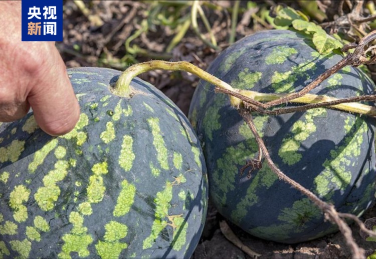 拍拍西瓜就能月入过万?这一新兴职业,火了 拍拍西瓜就能月入过万?这一新兴职业,火了