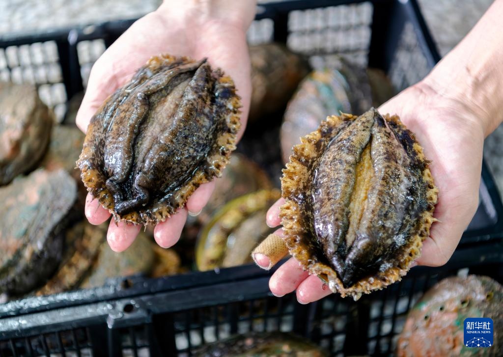 稳外贸 福建莆田鲍鱼“出海”忙 稳外贸 福建莆田鲍鱼“出海”忙