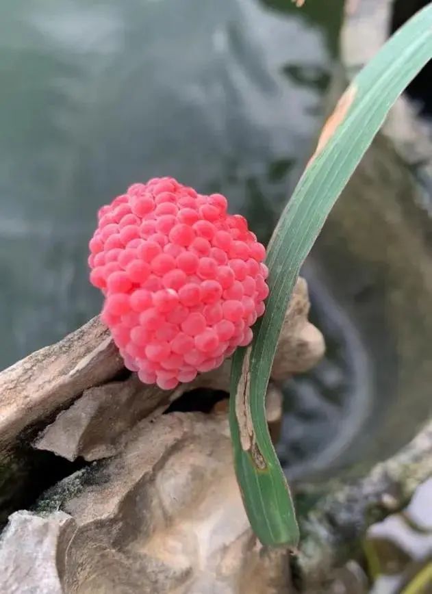 千万别吃，一口下去6000条寄生虫！多地正大量出现，严重可致死