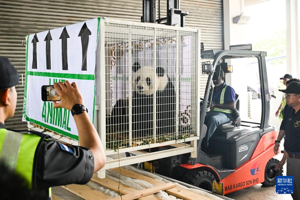 旅马大熊猫“兴兴”和“靓靓”启程归国