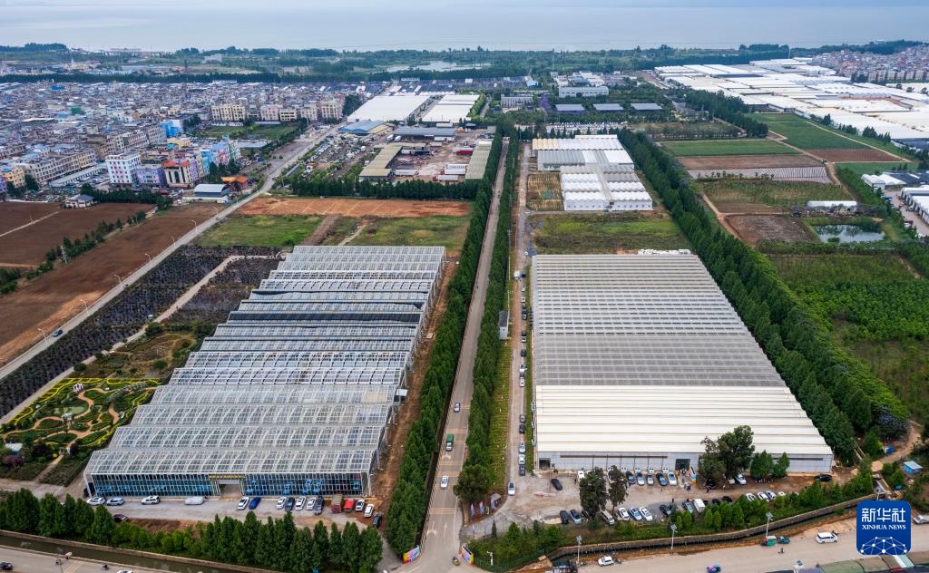 千余个“中国风”月季切花新品种在云南集中推出