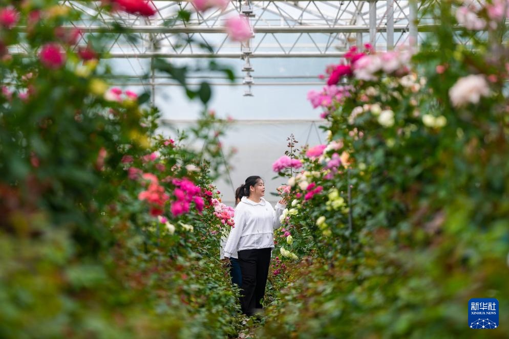 千余个“中国风”月季切花新品种在云南集中推出