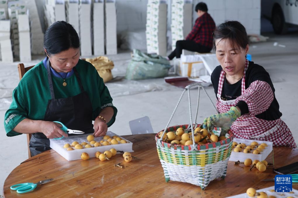 枇杷之乡开启夏日“甜蜜经济”