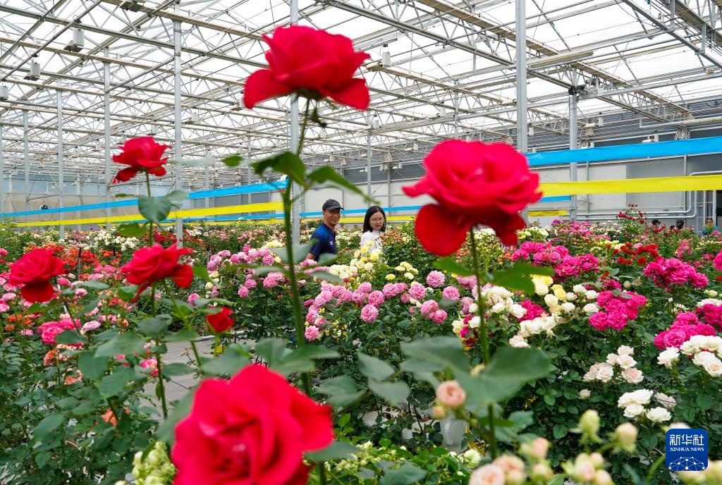 千余个“中国风”月季切花新品种在云南集中推出