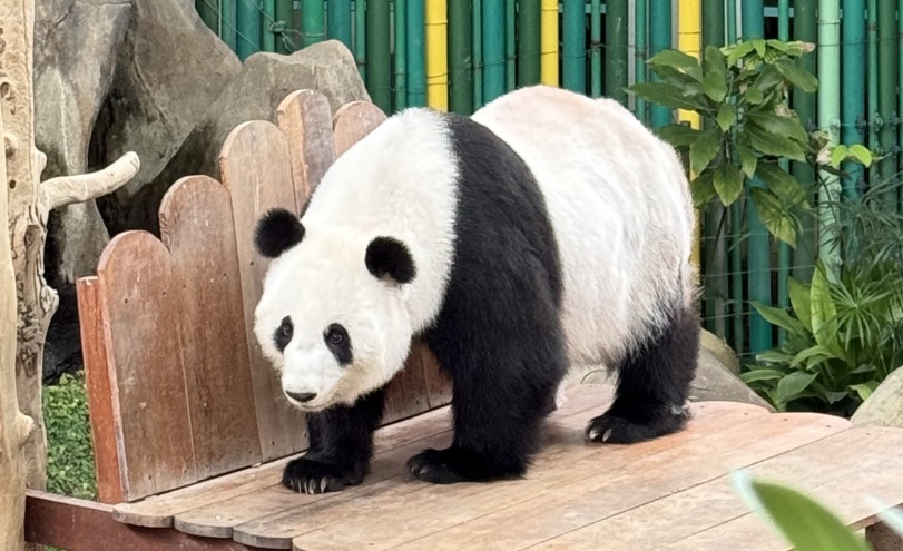 中国野生动物保护协会：旅马大熊猫“福娃”“凤仪”平安接返回国