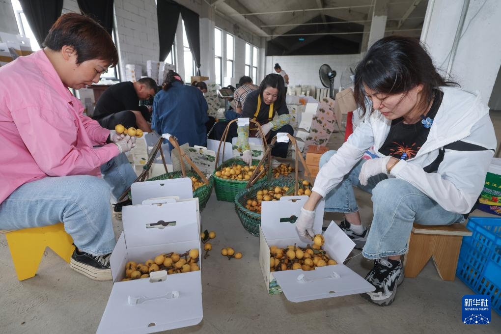 枇杷之乡开启夏日“甜蜜经济”