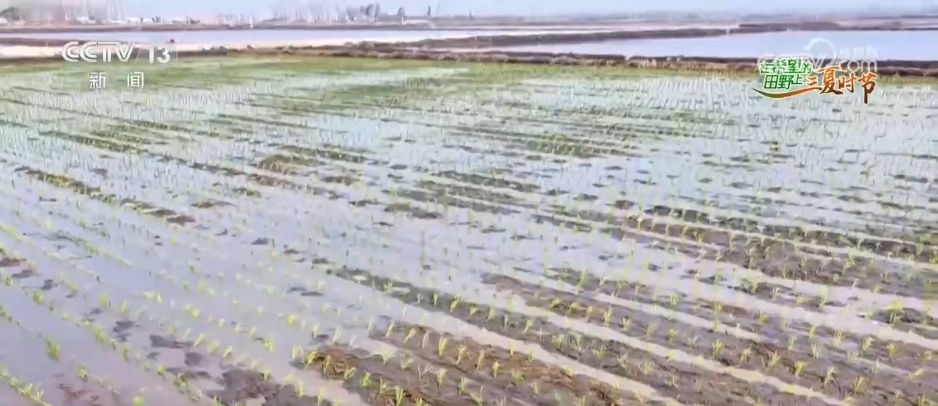 “新农机+新品种”助力增产增收 在希望的田野上 “丰”景可期