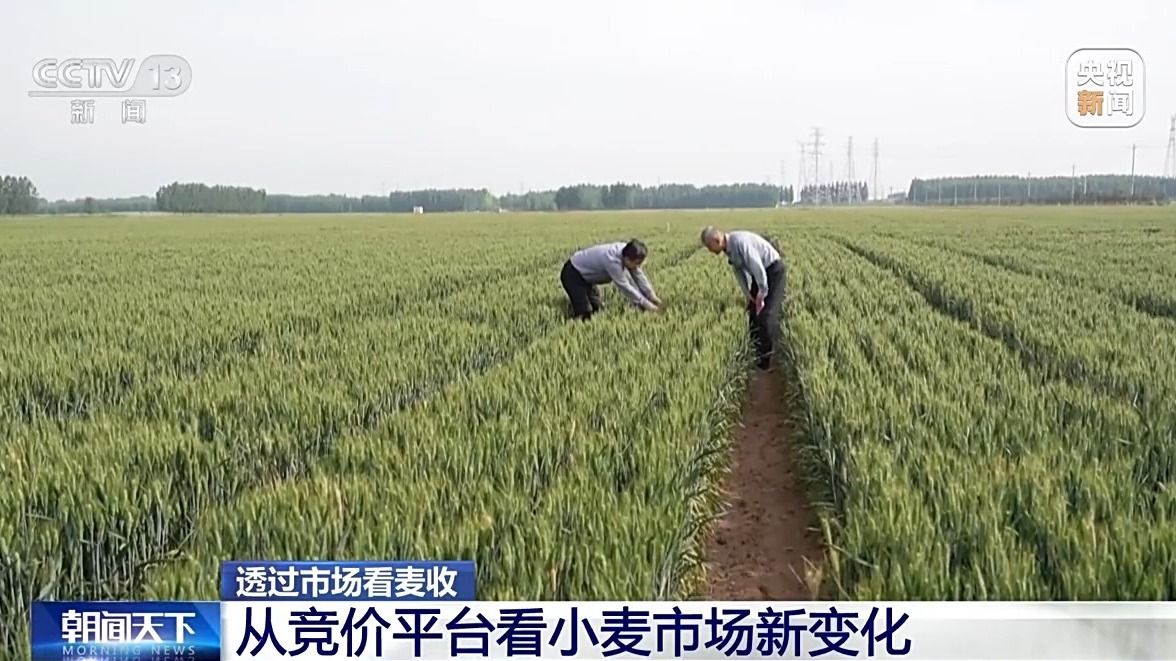 还在地里就被买走 从竞价平台看小麦市场新变化