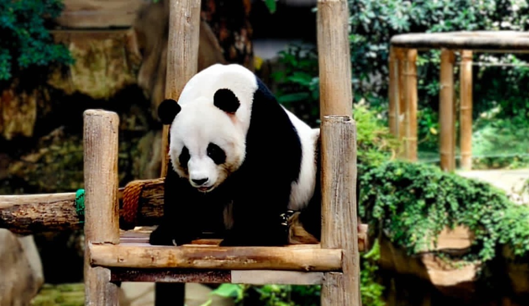 中国野生动物保护协会：旅马大熊猫“福娃”“凤仪”平安接返回国