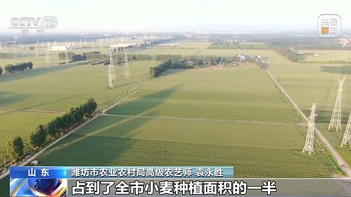 还在地里就被买走 从竞价平台看小麦市场新变化