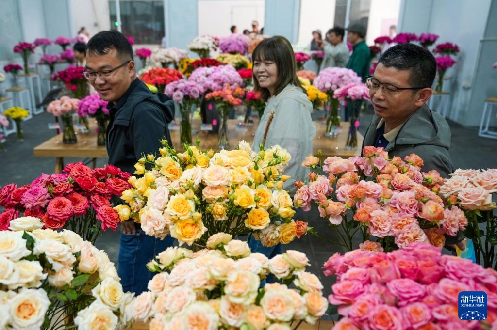 千余个“中国风”月季切花新品种在云南集中推出