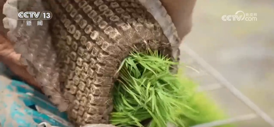 “新农机+新品种”助力增产增收 在希望的田野上 “丰”景可期